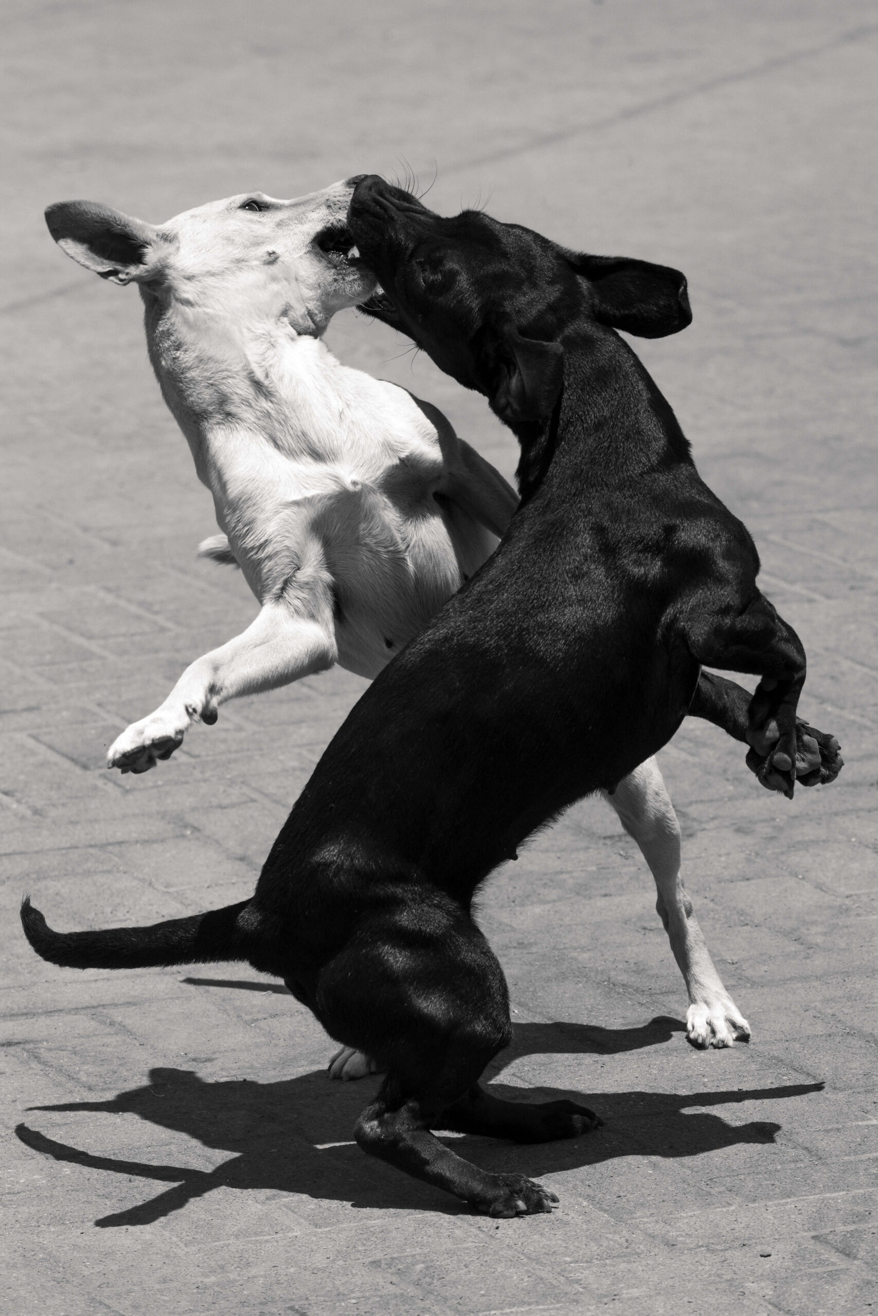 Jörg Brüggemann Hunde Jörg Brüggemann Hunde